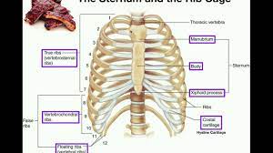 Discuss the parts of a rib and rib classifications. Anatomy The Sternum Rib Cage Vertebrae Youtube