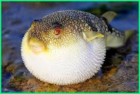 Beberapa Jenis Ikan Yang Hidup Di Air Payau Dunia Fauna Hewan Binatang Tumbuhan Ikan Hewan Cichlids