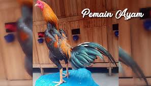 Dan ayamkondang.blogspot.com akan berbagi tentang cara mengobati kaki ayam aduan. Tips Memilih Ayam Pakhoy Bagus Untuk Di Adu