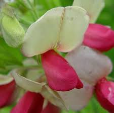 Image result for Tephrosia