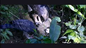 We did not find results for: Momen Langka Elang Jawa Tetaskan Telur Di Pusat Suaka