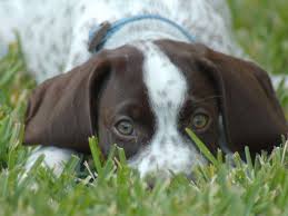 Maybe you would like to learn more about one of these? Liebmeister Puppies For Sale