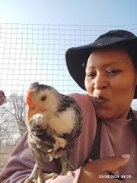 Good morning beautiful people, it's been a while 😊 I just want to share  with you my beautiful 7 week chicks going for 8 this Wednesday, with their  mother. I bought her