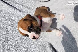 Browse thru our id verified puppy for sale listings to find your perfect puppy in your area. Boxer Puppy For Sale Near Oklahoma City Oklahoma 9adfa725 Dc11