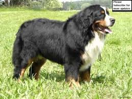 Other names berner sennenhund, bernese cattle dog, bernie. Lovely Pics Of Dog Breed Bernese Mountain Dog Dogs Bernese Mountain Dog Dogs Youtube