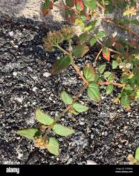 Image result for Euphorbia ophthalmica