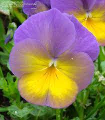 Plantfiles Picture 1 Of Pansy Cinders Viola Pansies Flowers Pansies Beautiful Flowers