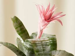 Some, such as poinsettias, aren't meant. Looking For A Unique Houseplant Meet The Bromeliad Bloomscape
