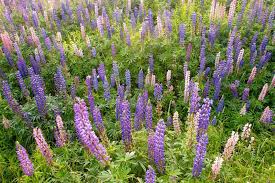 Image result for Lupinus