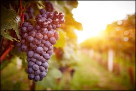 Image result for grapes