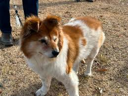 Spreading love and goodness with a kind paw