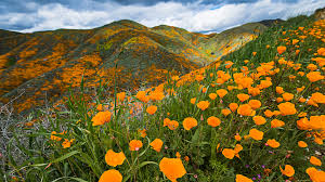 And you can now download them to set them as desktop backgrounds on windows 10 or any other version. Fiori 4k Ultra Hd Wallpaper Sfondo 3840x2160