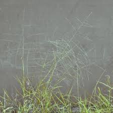 Image result for Trichoneura schlechteri