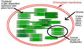 Chloroplasts found in higher plants are generally biconvex or planoconvex shaped. Assignment 6 Page 1