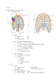 The ribs stretches posteriorly from thoracic vertebrae to the anterior lateral edges of the sternum. 1 Cpre01 03 Anatomy Of Chest Wall Lungs Pleura Diaphragm And Respiration Studocu