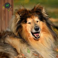 Cn Cyclic Neutropenia Hund Genimal Biotechnologies