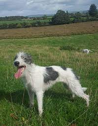 Bedlington Whippet Lurcher Ultimate Guide All You Need To Know
