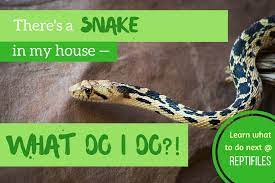 What To Do When You Find A Snake In Your House Or Backyard Snake Pretty Snakes House