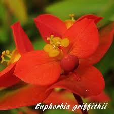 Image result for Euphorbia distinctissima