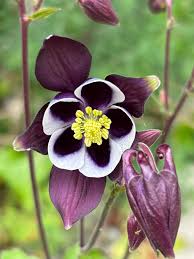 Image result for Aquilegia vulgaris Tower Mix