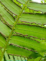 Image result for Millettia ebenifera