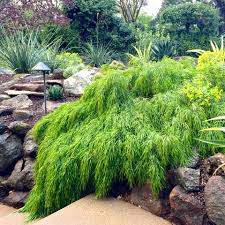 Grows well in auburn, citrus heights, elk grove, folsom, rocklin, roseville and sacramento. Acacia Cognata Cousin Itt Cousin Itt Acacia Cousin Itt Little River Wattle Plant Lust