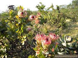 Protea Eximia Kumbula Indigenous Nursery