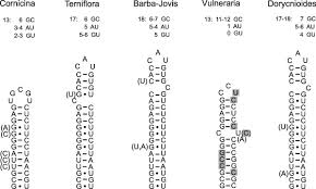 Image result for Antopetitia abyssinica