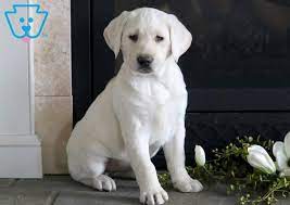 He loves to eat and snuggle right now. Spice Labrador Retriever English Cream Puppy For Sale Keystone Puppies Labrador Retriever Labrador Yellow Lab Puppies