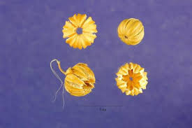 Image result for Linum usitatissimum