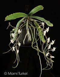 Image result for Aerangis