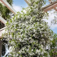 Image result for Jasminum schimperi