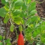 Image result for Capparis cartilaginea