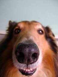 Στεγνή μύτη του σκύλου: τι μπορεί να σημαίνει;