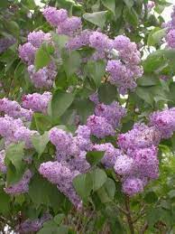 Appalachian Lifestyles Grandmaw S Lilac Bush Lilac Tree Lilac Bushes Beautiful Flowers