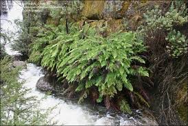 Image result for Todea