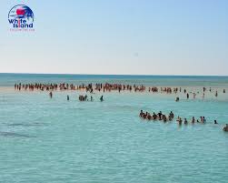 White Island Sharm | Discover 3 fantastic Snorkeling spots