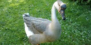 L'oie blanche, également appelée oie des neiges, est originaire du canada. L Oie De Guinee Oie Gracieuse Et De Grande Taille