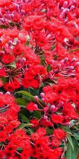 Western australia alone has more than 12,000 species of native wildflowers, more than 60% of which can only be found here and nowhere else on earth. Red Flowering Australian Gum Tree Native Garden Flowers Flower Garden