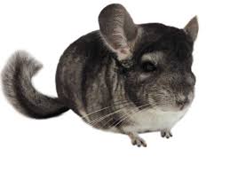 Chinchillas are either of two species of crepuscular rodents of the parvorder caviomorpha. Chinchilla Care Facts How To Take Care Of A Chinchilla Petco