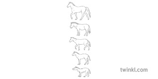 Horse Evolution Chart Horse Only Animal Science Secondary