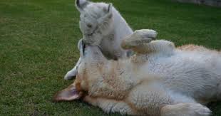 Lisha A Labrador Is World Famous For Her Mothering Skills Even Though She S Never Birthed Any Pups Of Her Own The Do Cute Animals Cute Animal Photos Animals