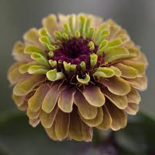 Check spelling or type a new query. Best Colourful Summer Annuals To Grow From Seed Zinnias Growing Seeds Zinnia Elegans