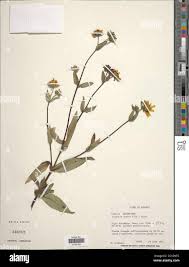 Image result for Guizotia scabra