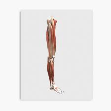 Most muscles are attached to bones by connecting tendons. Medical Illustration Of Human Leg Muscles Bones And Joints Poster By Stocktrekimages Redbubble