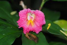 Image result for Costus phyllocephalus