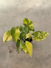 Image result for Cavacoa aurea