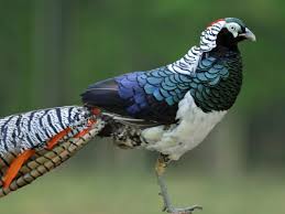Bird With No Tail Feathers In A Pure Lady Amherst S Pheasant The Red Crest Would Begin Well Back On The Head Not At The Beak And The Belly Pheasant Most Beautiful Birds Tail Feathers