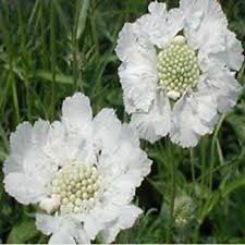 White Pincushion Flower Seeds Scabiosa Caucasica Etsy Flower Seeds Flowers Perennials White Scabiosa Flower