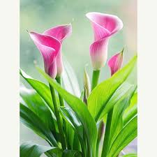 Bunga calla lily merah, demikian sebutan tanaman ini, adalah tanaman tahunan menawan yang ditujukan untuk penanaman di perbatasan, di rumah kaca, dan di mangkuk besar dan pekebun. 5d Diy Diamond Painting Flowers Pink Calla Lily Cross Stitch Diamond Embroidery Crystal Round Diamond Mosaic Pictures Home Decor Diamond Painting Cross Stitch Aliexpress